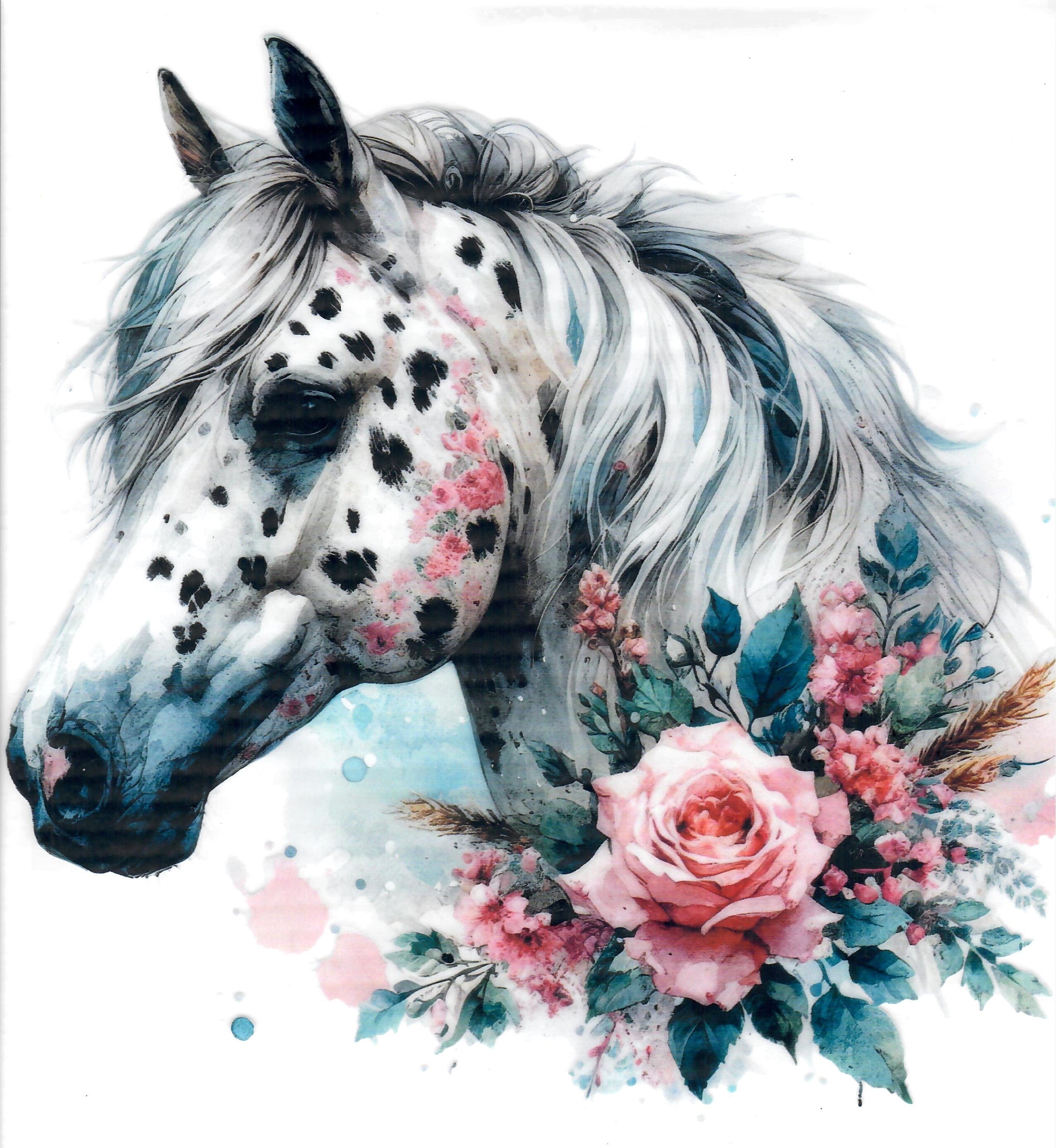 Apaloosa Horse #2