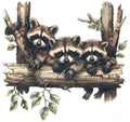 Baby Raccoons #2
